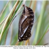 coenonympha pamphilus pupa3